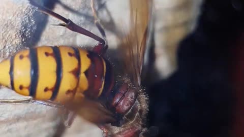 Walking Into a Wasp Infested Cabin