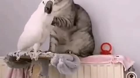 Parrot with a cat