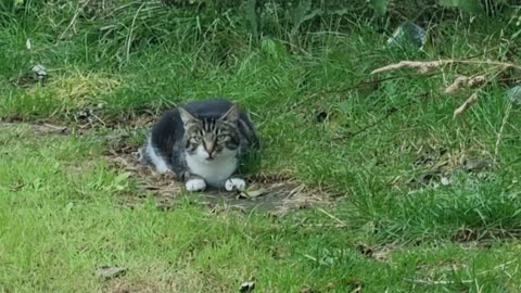 Beautiful Nice Cat On Ground In Great Britain