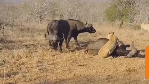 Lions Vs Buffaloes (Enemity)