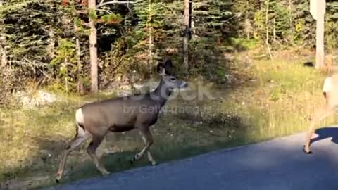 Couple brown deer crossing on the road and jumping in the forest at national park