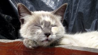 Watch how the lovely English cat Lulu sleeps at home