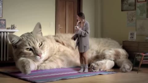 The BIGGEST Cats in the World