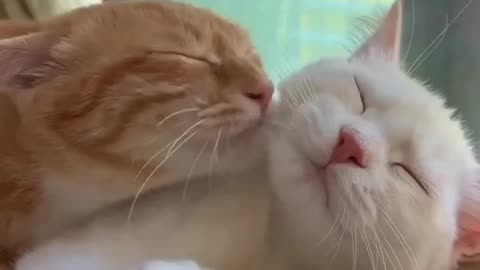 Snowy Romance: Captivating Love Between Two Cats