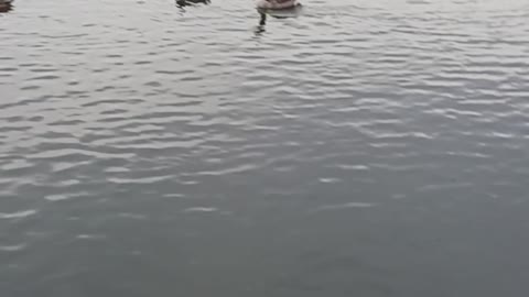 Ducks and geese