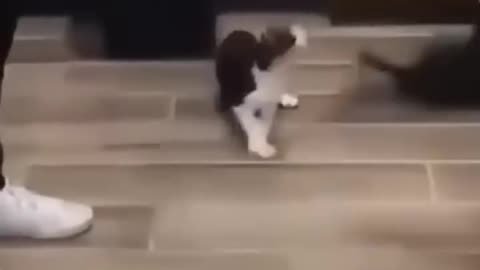 Funny animal clips 🤣🤣🤣 cute 🐱