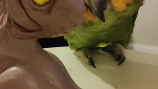 Sweet Parrot Wants Attention Too