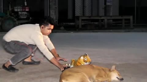 FAKE TIGER VS DOG PRANK PART 6! | SAGOR BHUYAN #CONTENT321