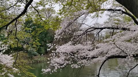 Tokyo, Japan, Inokashira park, Sakura Blossom 2021.