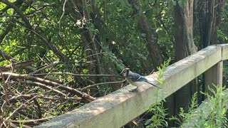 Blue Jay quick bite 2