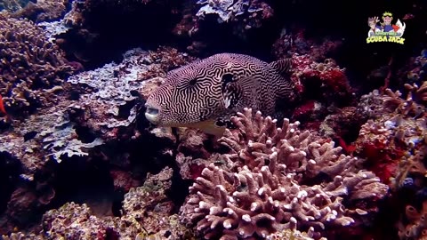 Amazing Facts About the The Puffer Fish!