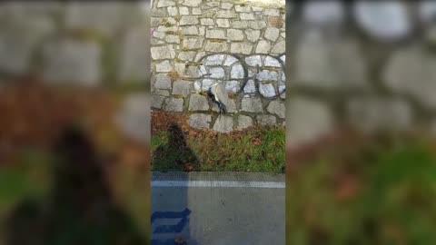 WATCH THE BIRDIE: Invisible Heron Shows Its Amazing Camouflage Skills On Busy Cycle Path