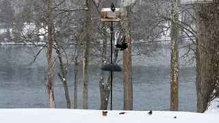 Pete (The pileated Woodpecker)