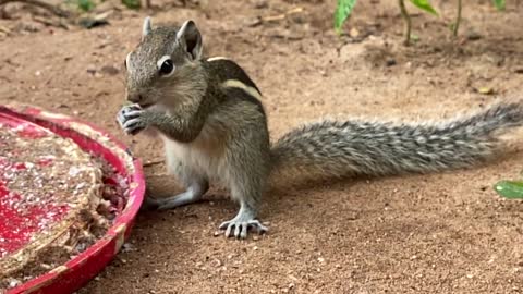 Squirrel eating some food