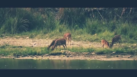 Nature of Wild Life #Nepal Wild life #Natural