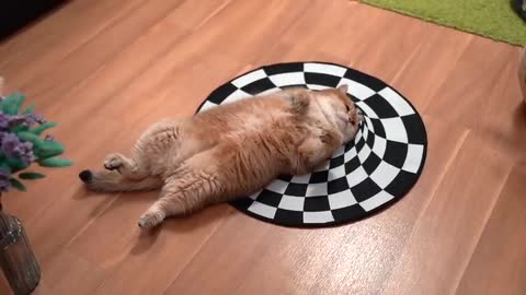 Hosico Cat vs Indoor Sinkhole (Can Cats See Optical Illusion)