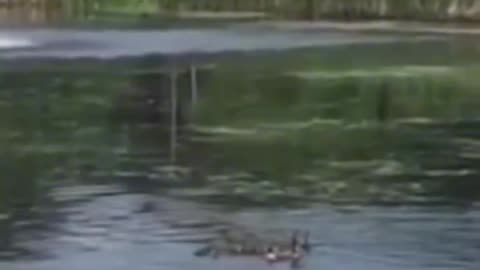 The mother duck accepted the babies who lost their mothers among her own offspring