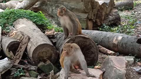 Funny monkey 🐒 playing with her partner