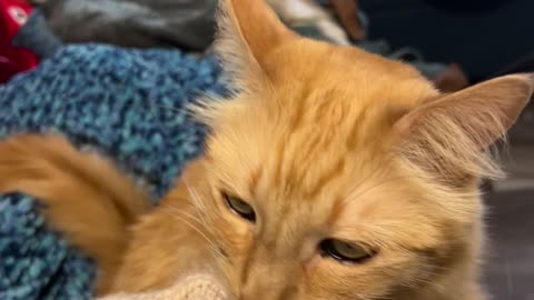 Cat Tries to Groom Owner's Sweater