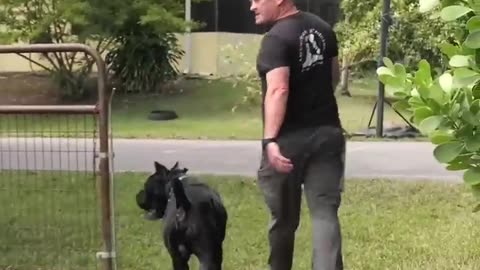 Cane Corso PROTECTS Suitcase Full of Money