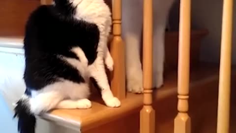 😾The Most HILARIOUS Cats Vs Dogs! 🐶