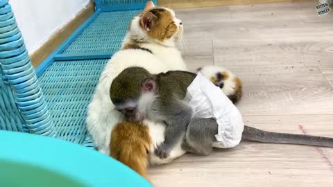 Baby monkey Susie is worried that kitten will be lost without mom cat