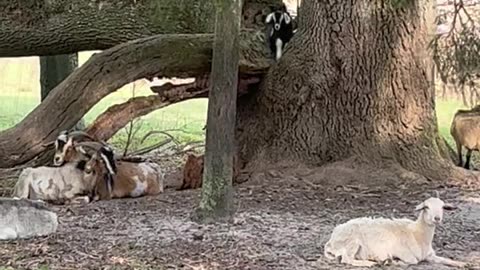 Spanish Goats in a Tree