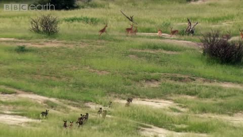 Dynasties: First Look Trailer | New David Attenborough Series | BBC Earth