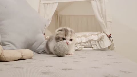 Cute puffy kitten with short legs