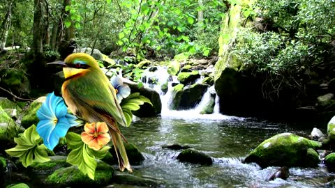 Sounds of Birds Waterfall Nature - Relax