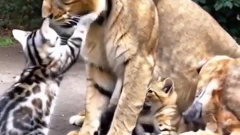 Cute and funny lions babies