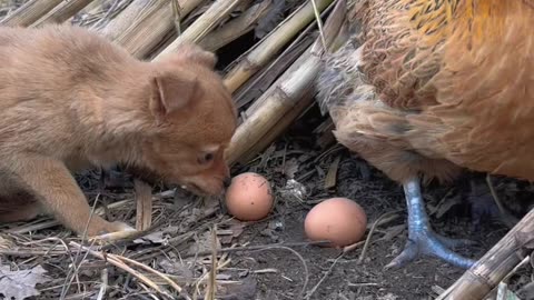 Cute Puppy Eating Egg