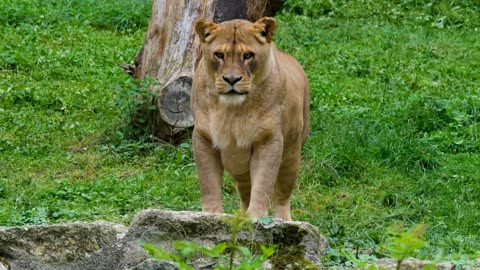 Hungry Lioness Sizing up Its Prey