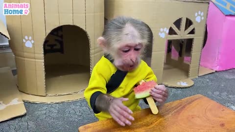 Monkey video - monkey doing all work- very interesting video -Animals take care