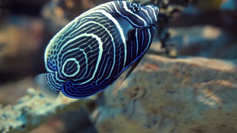 An Angel Fish Underwater