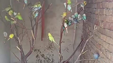 Parrot video at my home colony