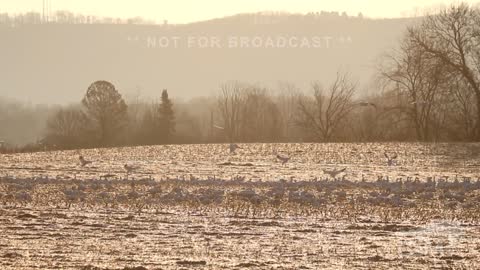 03-04-2022 Muncy, PA - Spring Migration of Canadian Snow Geese Lands In Pennsylvania