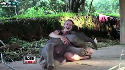 Baby Elephant Surprises Caretaker with a Hug