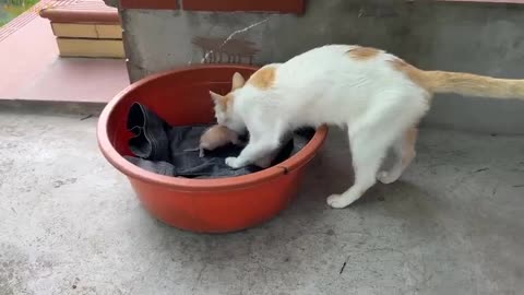 The mother cat carries the kittens and hides them inside a paper box