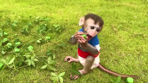 Chu Chu Baby monkey goes to harvest watermelon and drinks smoothies with puppy