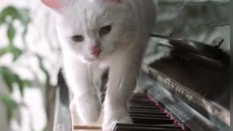 Funniest video, funniest cat, beautiful cat, cute 😺🐈🐈😺. walking cat