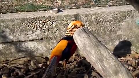 beautiful golden pheasant and wading bird