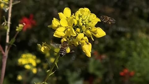 Flowers with honey bee #shorts