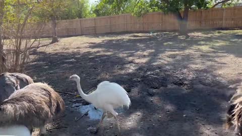 Capybara vs Piglet (Quandale Dingle Dies)