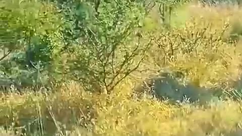 Leopard underestimated baboons