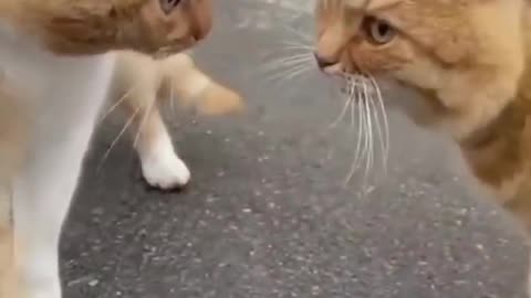 Cute Cats clips #funny #shorts Video😂 #trending #animals #reels