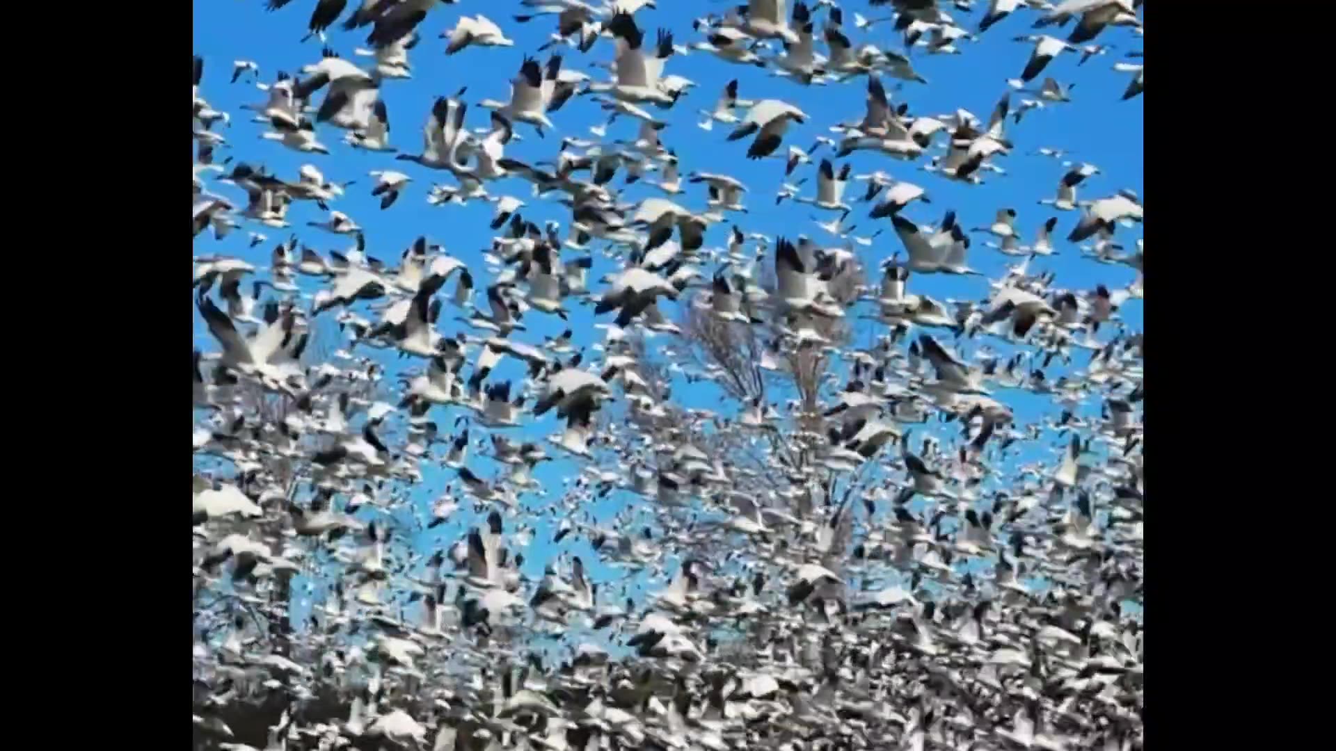 Amazing video of birds🕊️🦢🐦