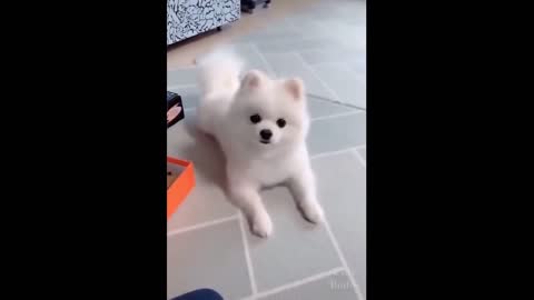 Dog is Happy and Spin