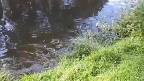 Fish in the River