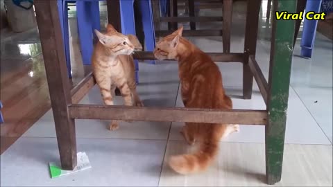 cats fighting frequently